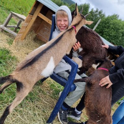 Geite flokk leies ut til Beite